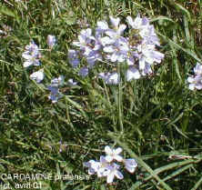 Cardamine pratensis